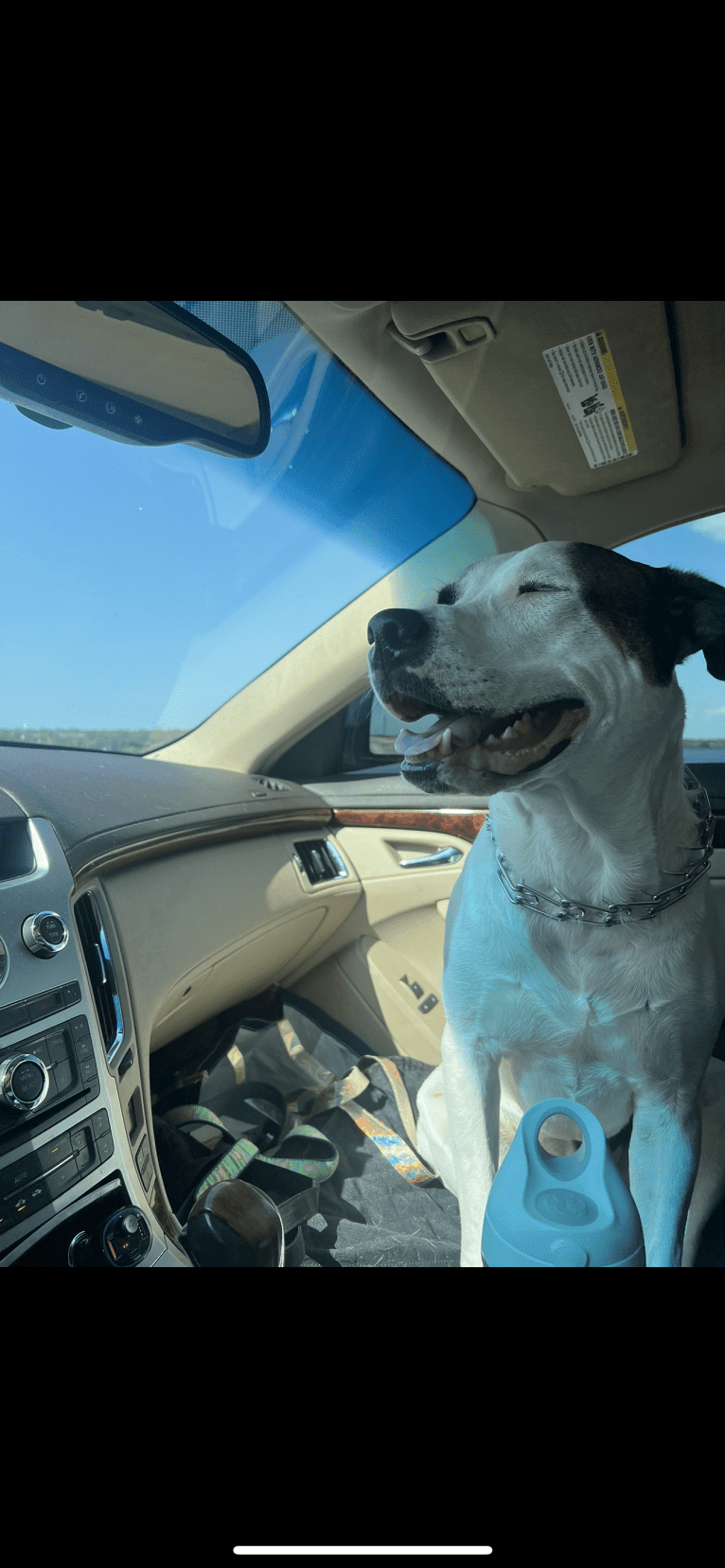 Dozer, an American Pit Bull Terrier and American Staffordshire Terrier mix tested with EmbarkVet.com