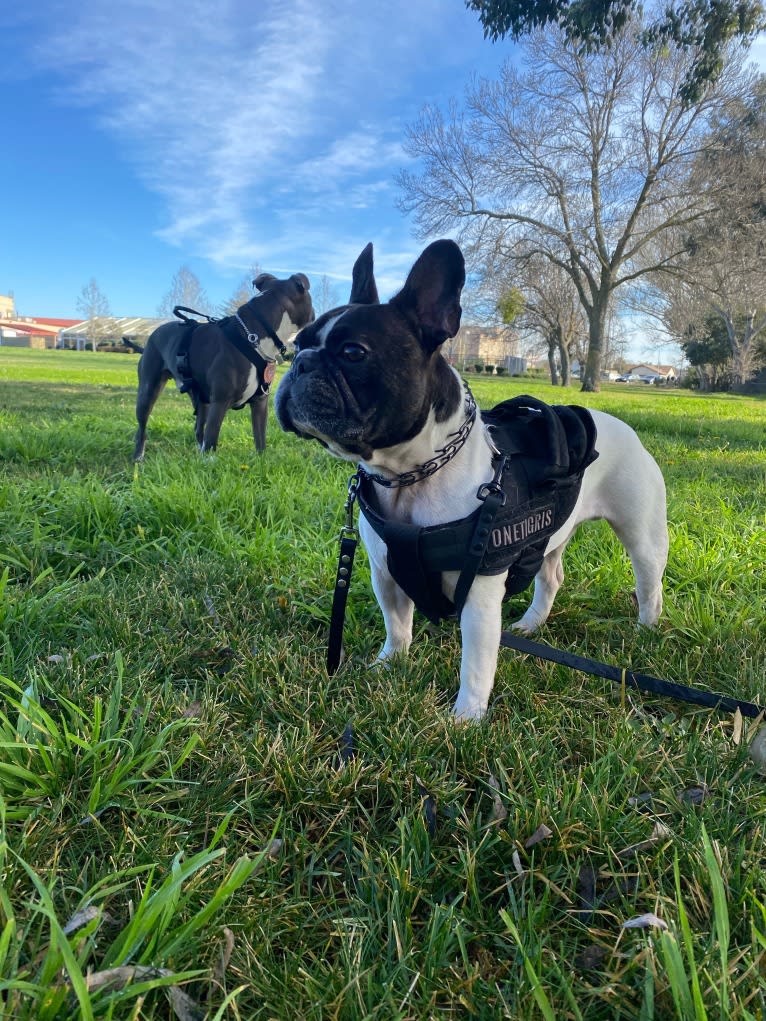 Koichi “Kohh”, a French Bulldog tested with EmbarkVet.com