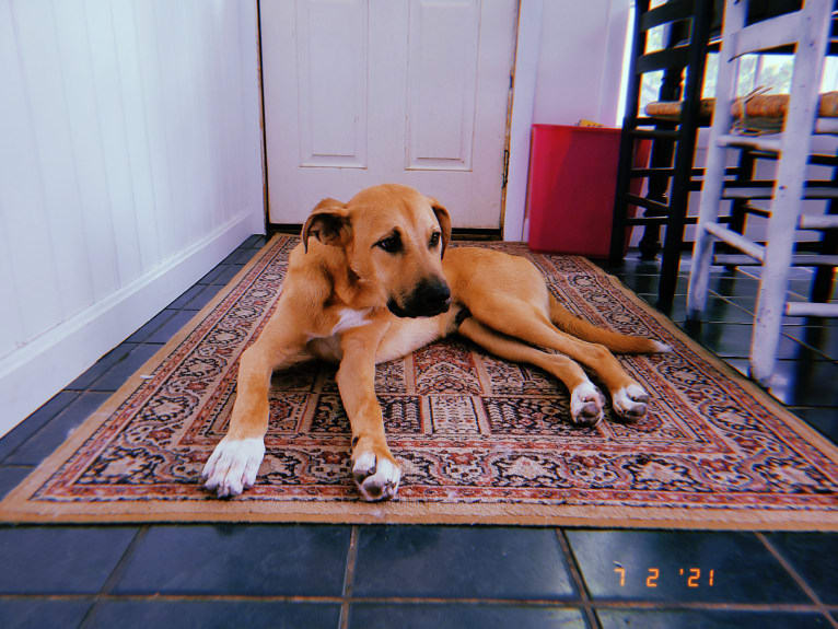 Lou, a Great Pyrenees and American Pit Bull Terrier mix tested with EmbarkVet.com