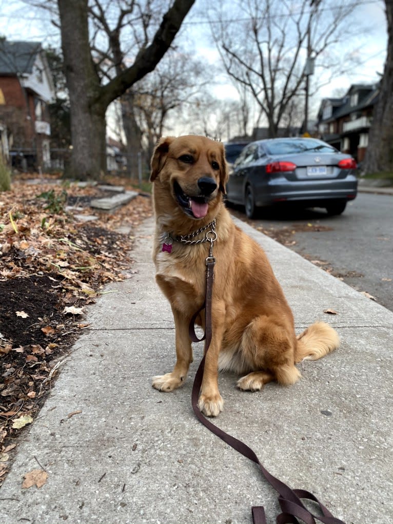 Arlo, a Rottweiler and German Shepherd Dog mix tested with EmbarkVet.com