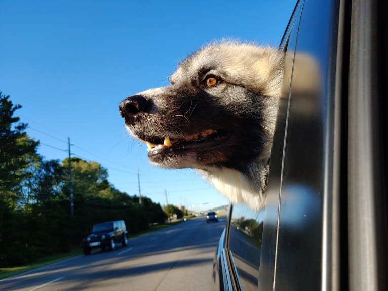 Monster, a Great Pyrenees and Alaskan Malamute mix tested with EmbarkVet.com