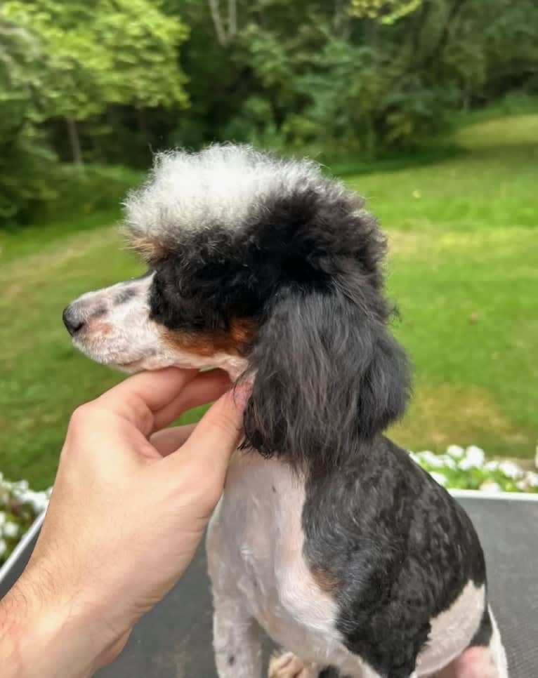 Maya, a Poodle (Small) tested with EmbarkVet.com