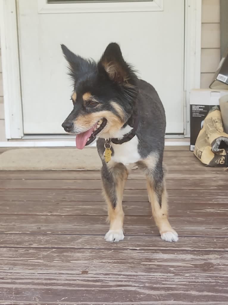 Scamp (a.k.a. Skamp), an Australian Shepherd tested with EmbarkVet.com