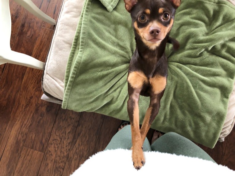 Oliver, a Chihuahua and Miniature Pinscher mix tested with EmbarkVet.com