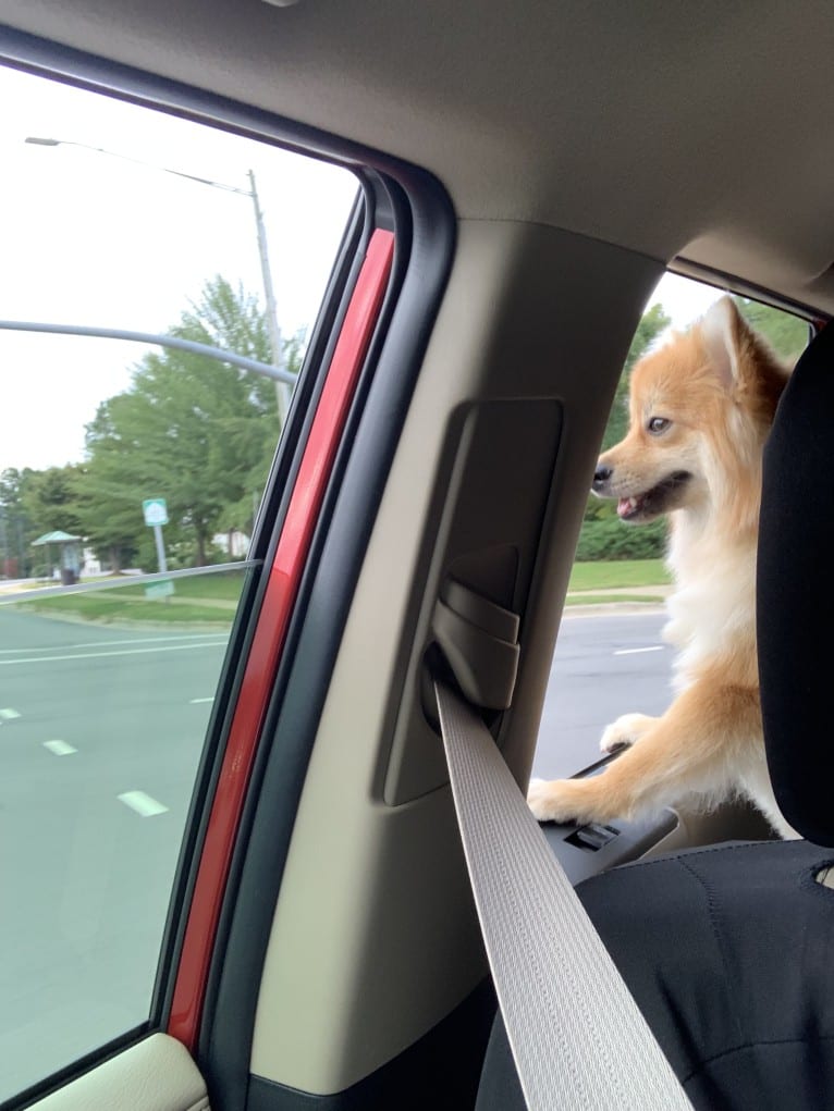 Tucker, a Pomeranian tested with EmbarkVet.com