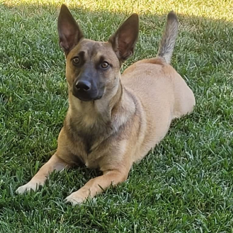 Mazikeen, a Belgian Malinois and American Staffordshire Terrier mix tested with EmbarkVet.com