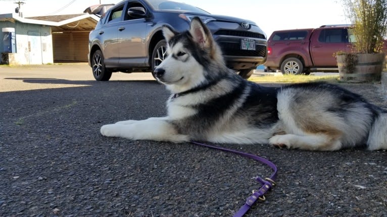 Renka, an Alaskan Malamute tested with EmbarkVet.com