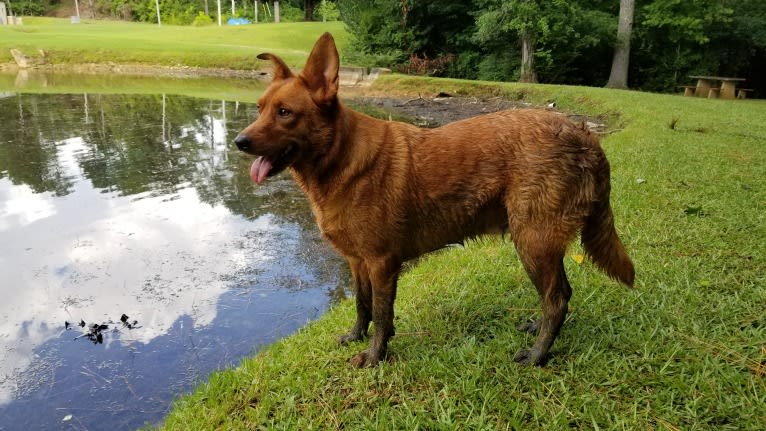 Brownie, an Australian Shepherd and Border Collie mix tested with EmbarkVet.com