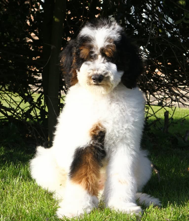 Utah, a Poodle (Standard) tested with EmbarkVet.com