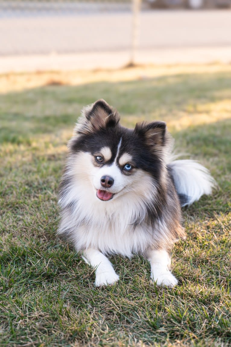 Oakly, a Pomsky tested with EmbarkVet.com