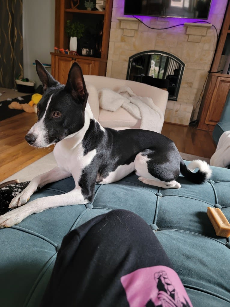 Renji, a Basenji tested with EmbarkVet.com