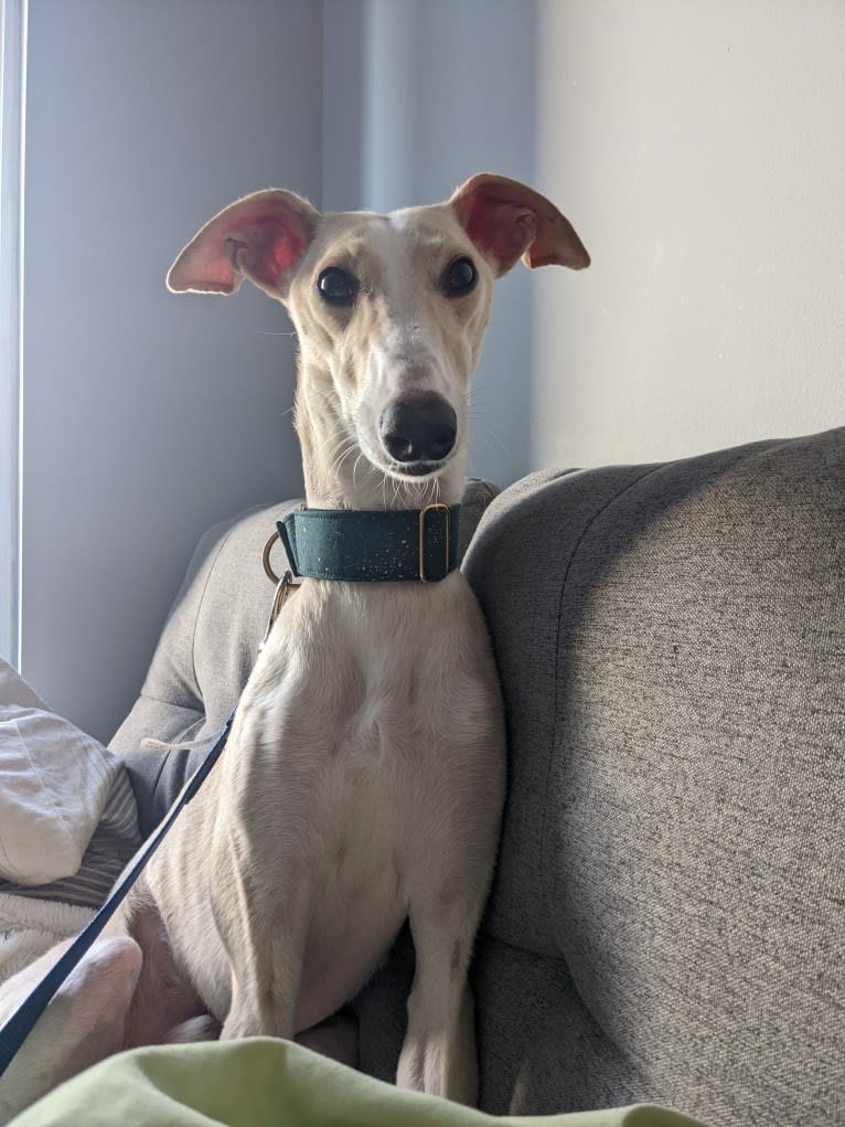 Archie, a Greyhound and Whippet mix tested with EmbarkVet.com
