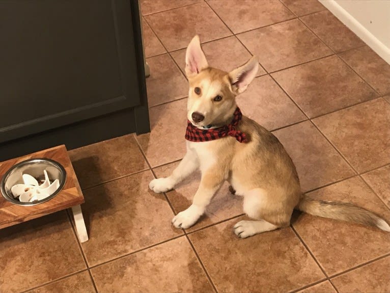 Hoodoo, a Siberian Husky and American Pit Bull Terrier mix tested with EmbarkVet.com