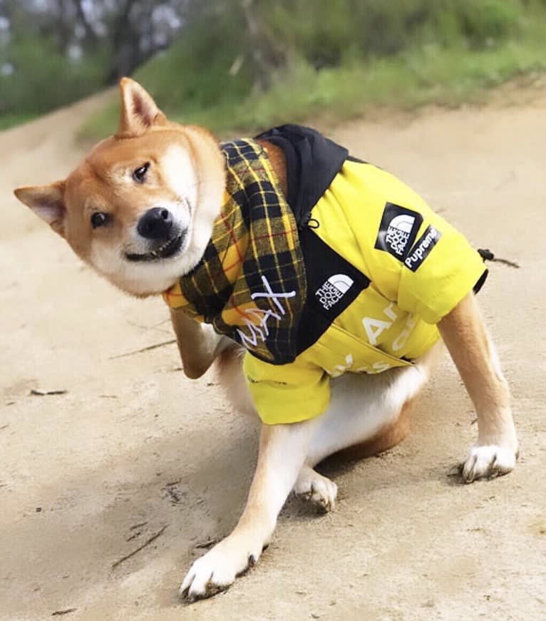 Max, a Shiba Inu tested with EmbarkVet.com