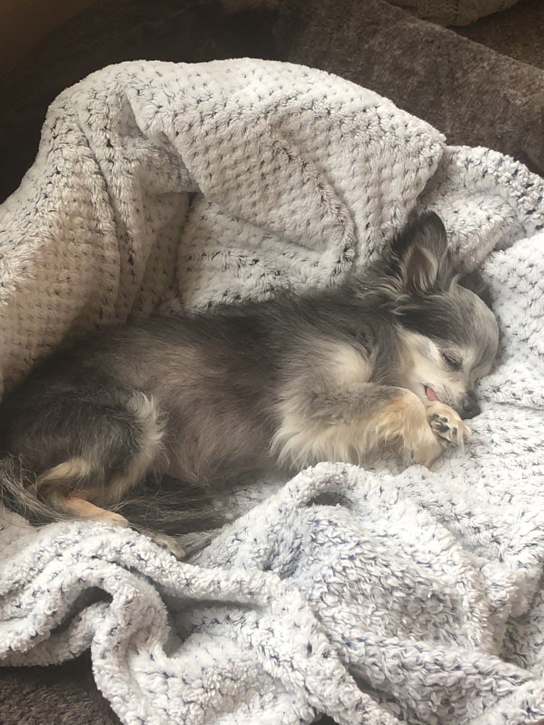 Peanut, a Chihuahua tested with EmbarkVet.com