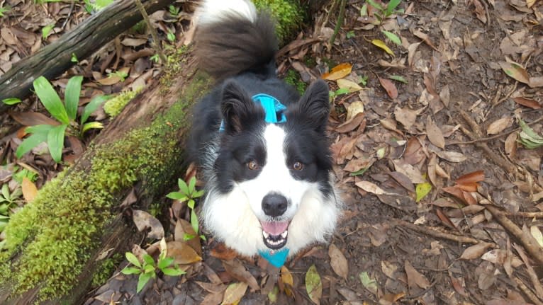 Kida, a Border Collie tested with EmbarkVet.com