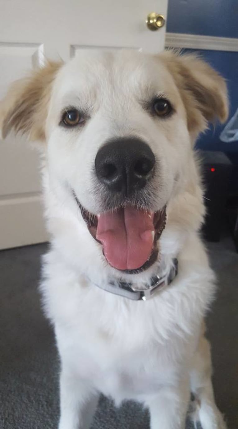 Thor, a Great Pyrenees and German Shepherd Dog mix tested with EmbarkVet.com