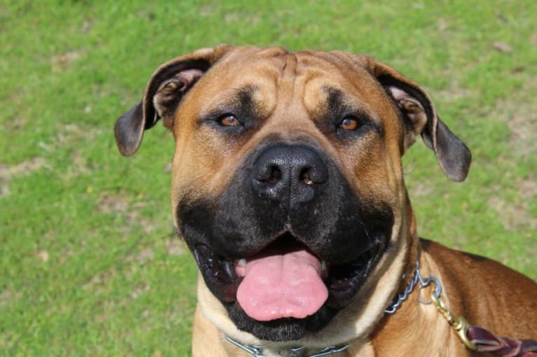 Dakarai, a Boerboel tested with EmbarkVet.com