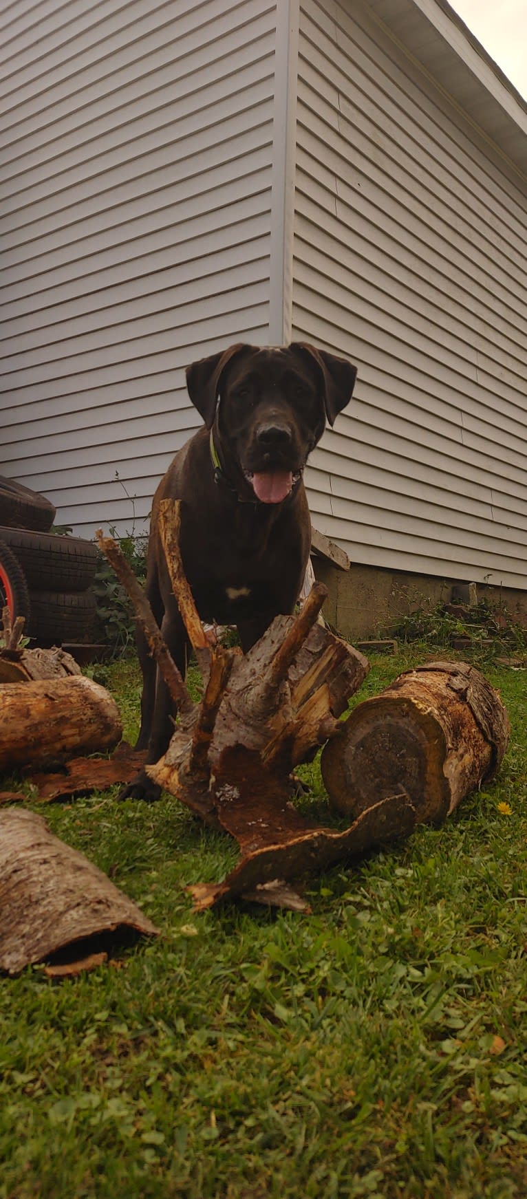 Ottis, a Perro de Presa Canario and English Springer Spaniel mix tested with EmbarkVet.com