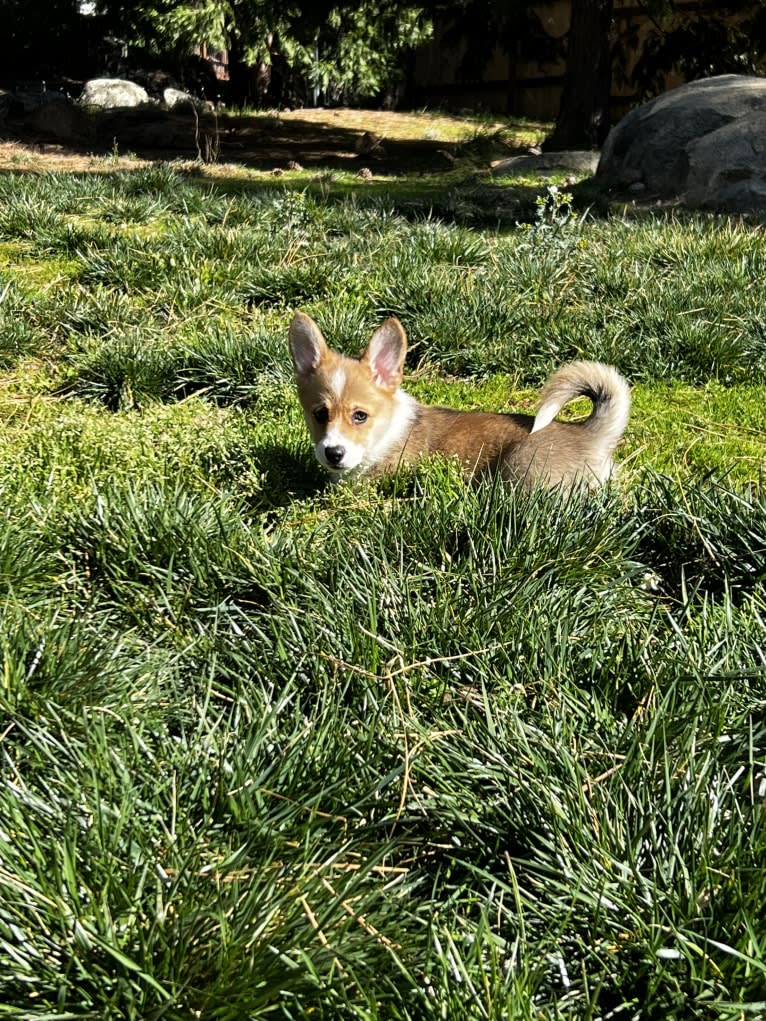 Keely, a Pembroke Welsh Corgi tested with EmbarkVet.com