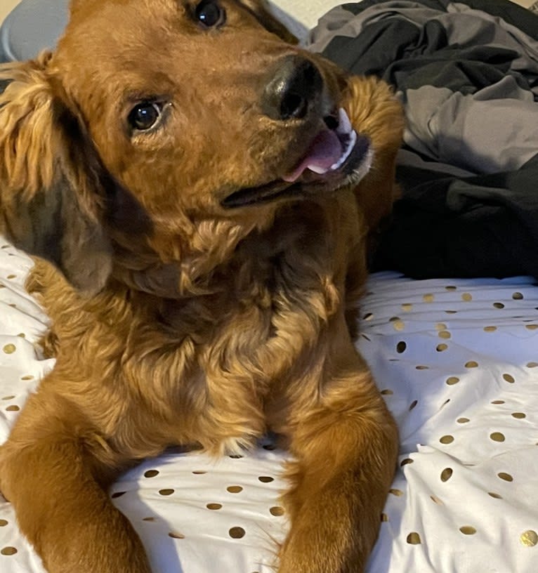 Milkyway Grizzly Adams, a Poodle (Standard) and Australian Cattle Dog mix tested with EmbarkVet.com