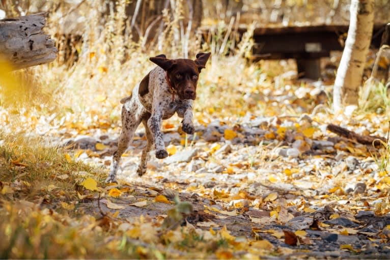 Juniper, a German Shorthaired Pointer tested with EmbarkVet.com