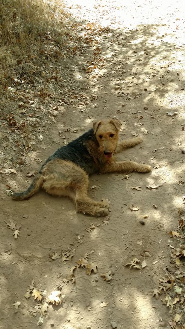 Sasha, an Airedale Terrier tested with EmbarkVet.com