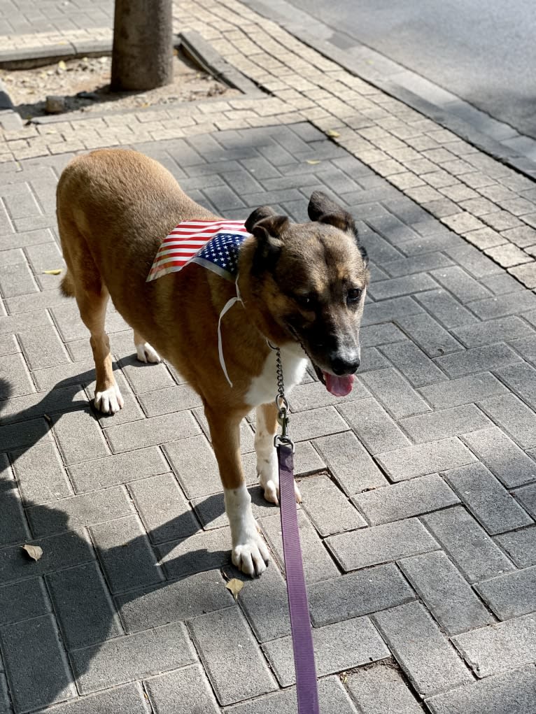 Buzz, an Arabian Village Dog tested with EmbarkVet.com