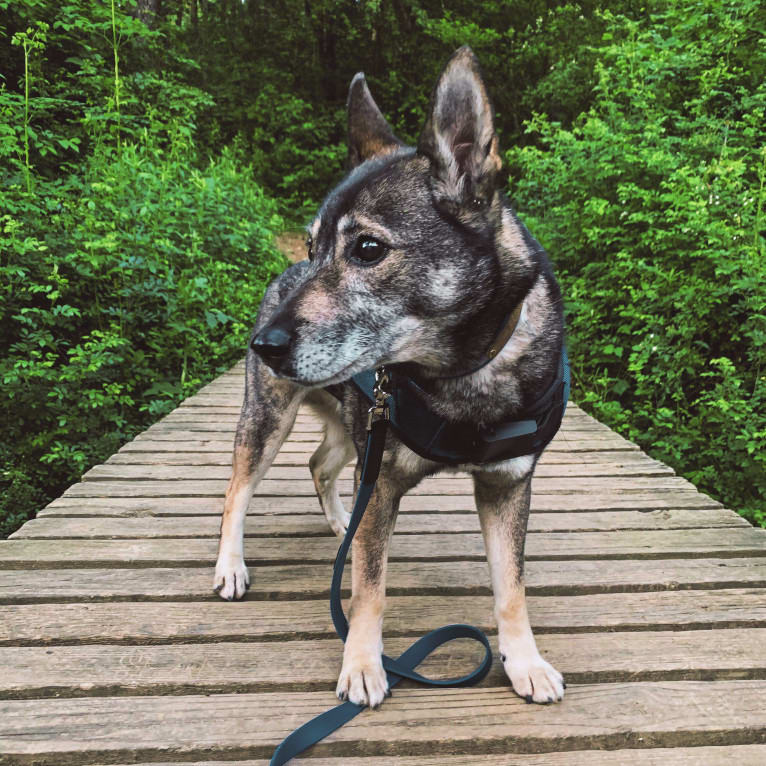 Gus, a Norwegian Elkhound and German Shepherd Dog mix tested with EmbarkVet.com