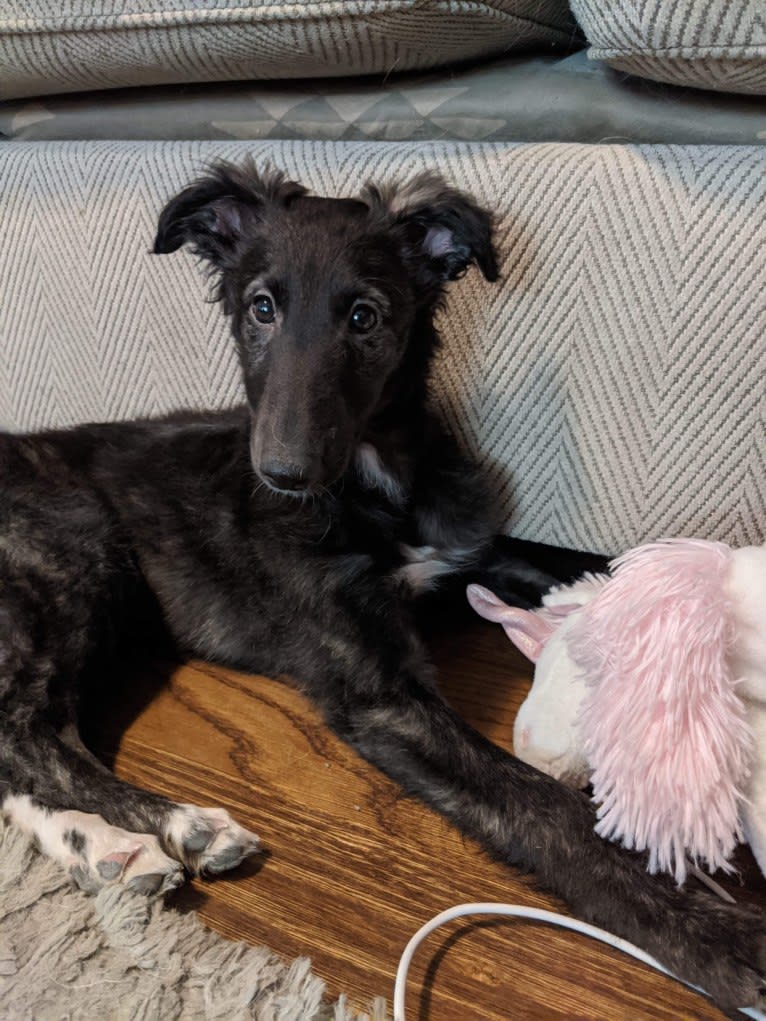 Willow, a Silken Windhound tested with EmbarkVet.com