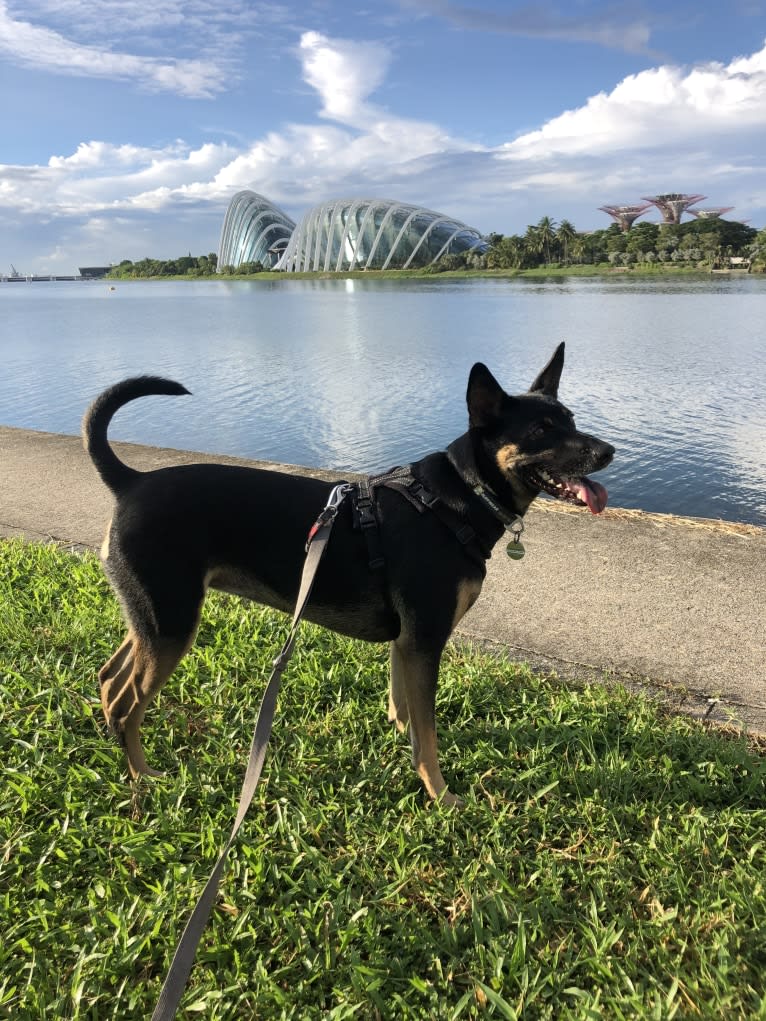 Ruby Forest, a Southeast Asian Village Dog tested with EmbarkVet.com