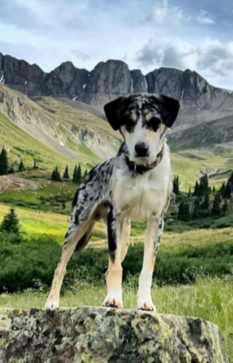 IronEye Pancho, a Border Collie and Catahoula Leopard Dog mix tested with EmbarkVet.com