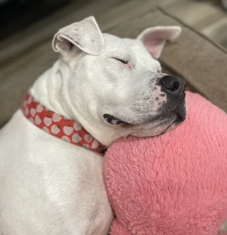 Fetty, an American Pit Bull Terrier and American Staffordshire Terrier mix tested with EmbarkVet.com