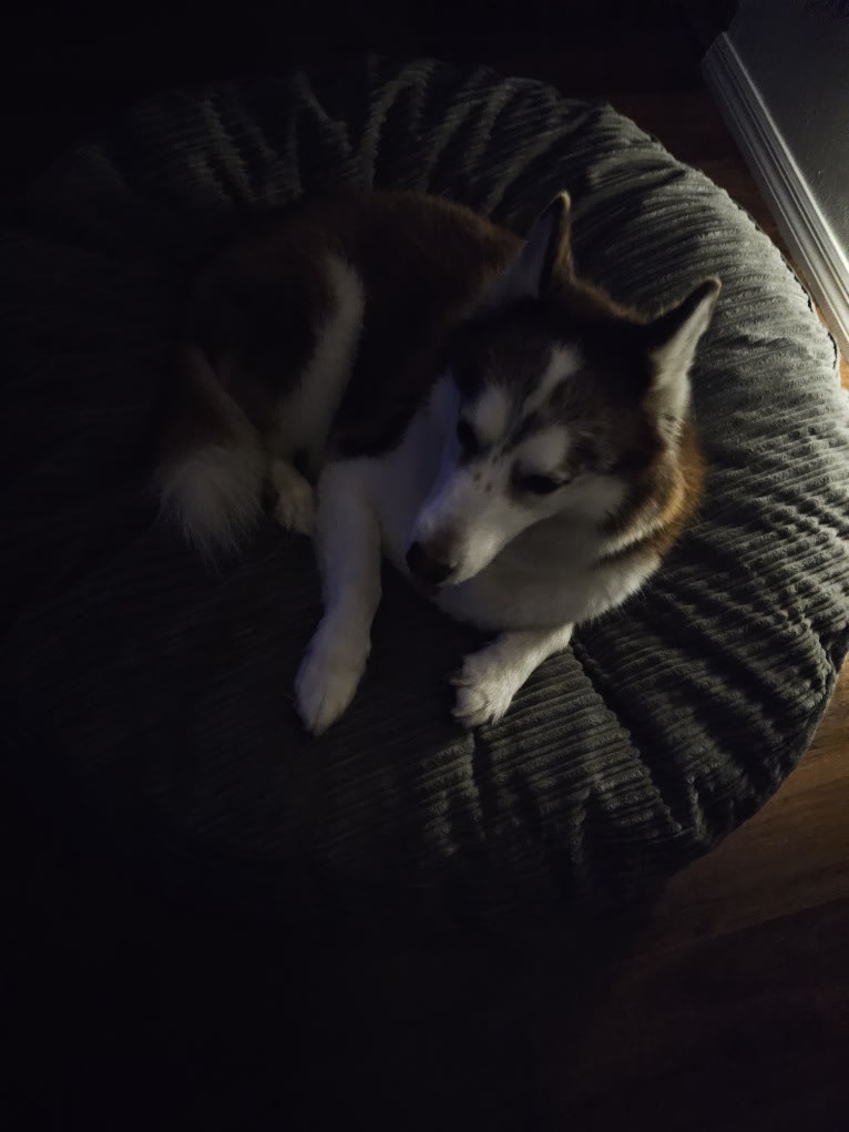 London, a Siberian Husky tested with EmbarkVet.com