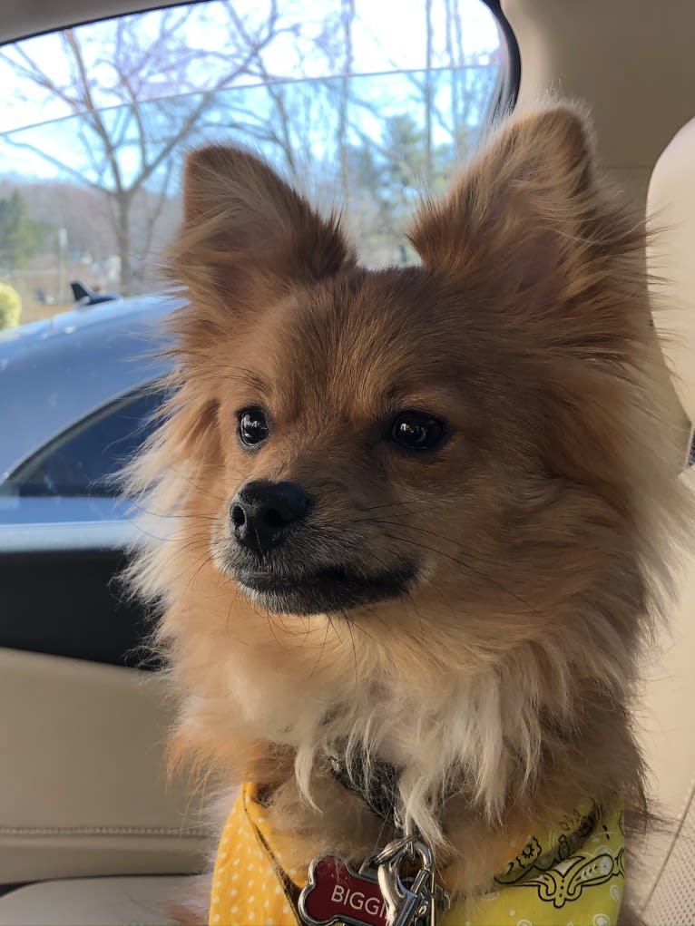 Biggie Smalls, a Pomeranian and Chihuahua mix tested with EmbarkVet.com