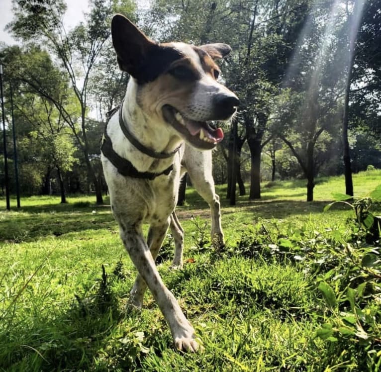 Charlie, a South Asian Village Dog tested with EmbarkVet.com