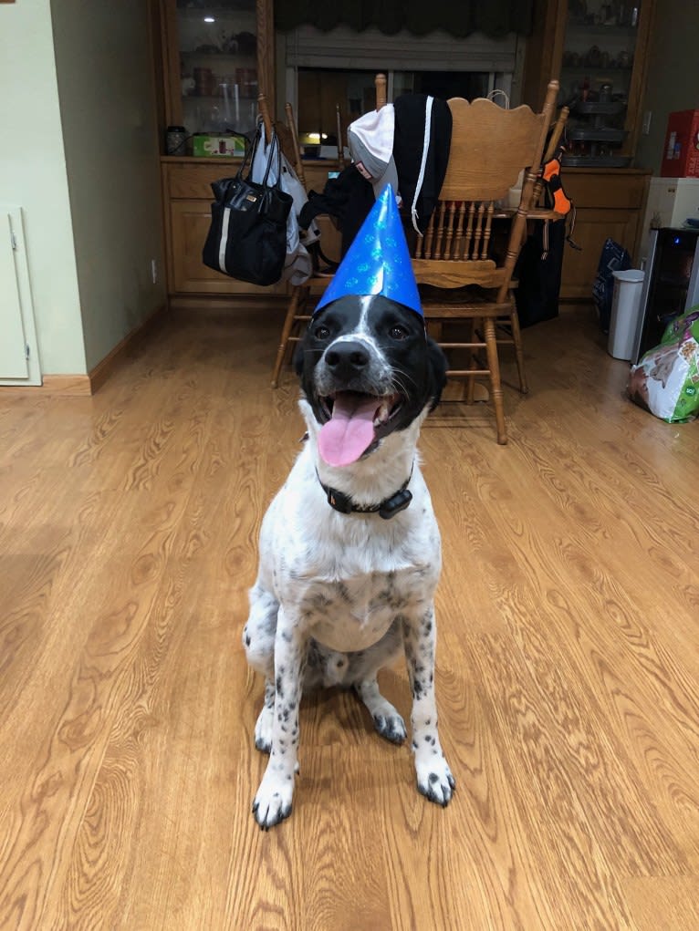 Riley, a German Shorthaired Pointer and Australian Cattle Dog mix tested with EmbarkVet.com