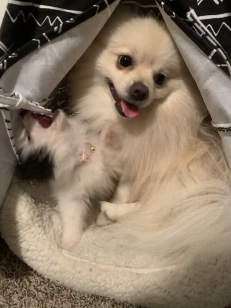 Koda, a Pomeranian tested with EmbarkVet.com