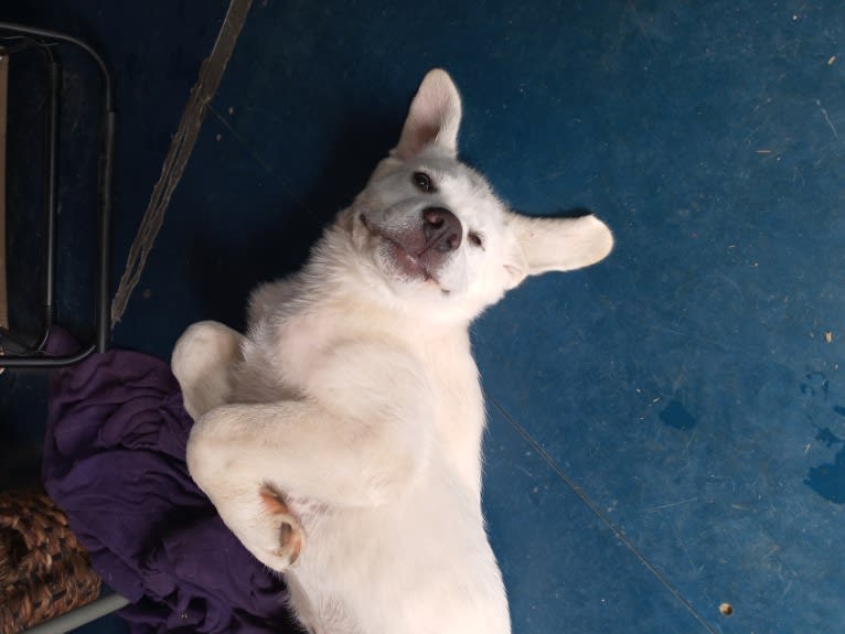 Aladdin, a Great Pyrenees tested with EmbarkVet.com