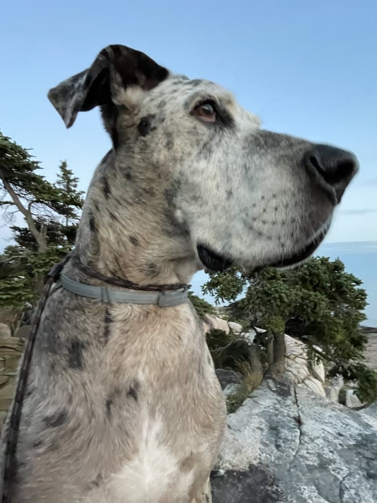 Nick, a Great Dane and Boxer mix tested with EmbarkVet.com