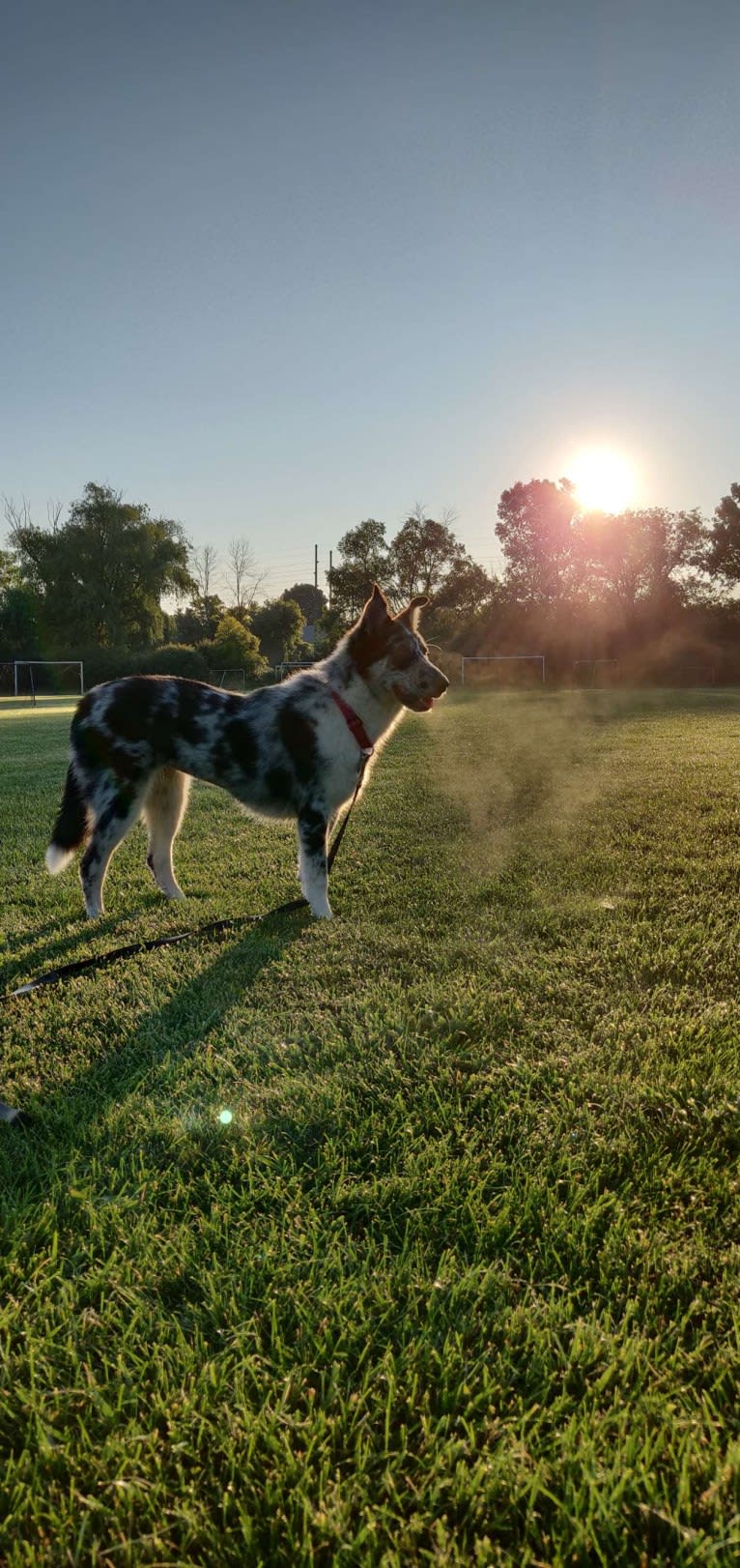 Carmen, a Collie and Siberian Husky mix tested with EmbarkVet.com