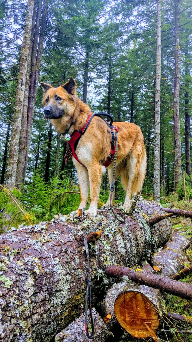 Lucy, an Arabian Village Dog tested with EmbarkVet.com