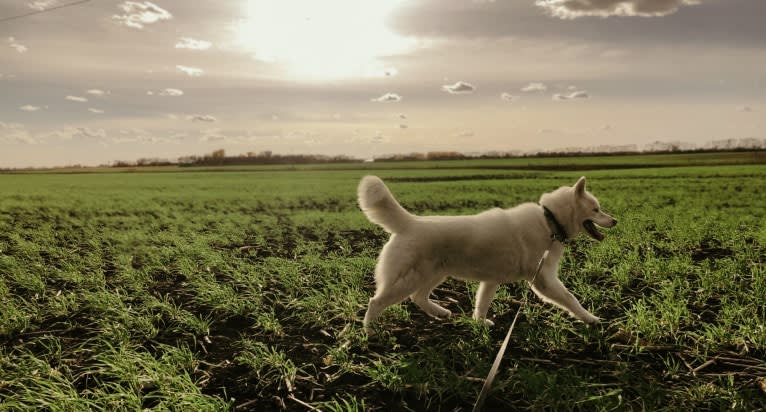 Recon, a Siberian Husky tested with EmbarkVet.com
