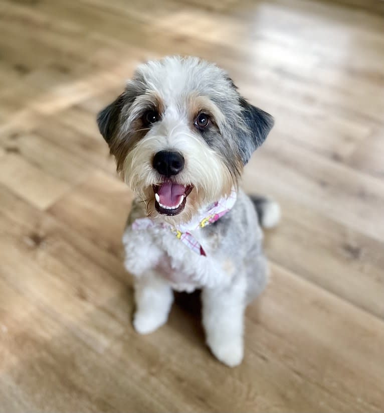 Sadie, a Bernedoodle tested with EmbarkVet.com