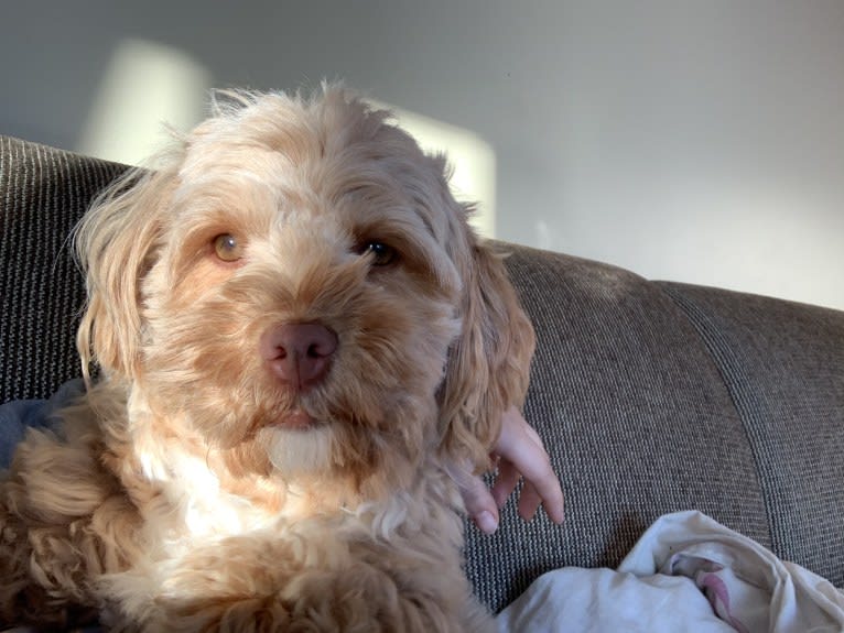 Daisy, a Poodle (Small) and Shih Tzu mix tested with EmbarkVet.com