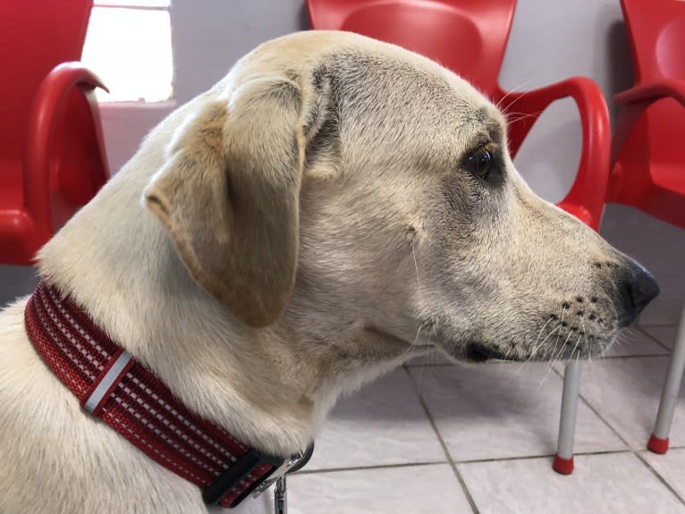 Buddy, a Rottweiler and Chinese Shar-Pei mix tested with EmbarkVet.com