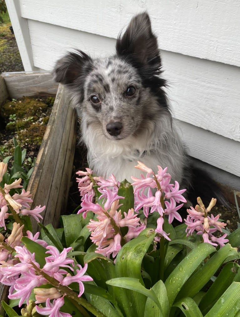 Max, an Australian Shepherd tested with EmbarkVet.com