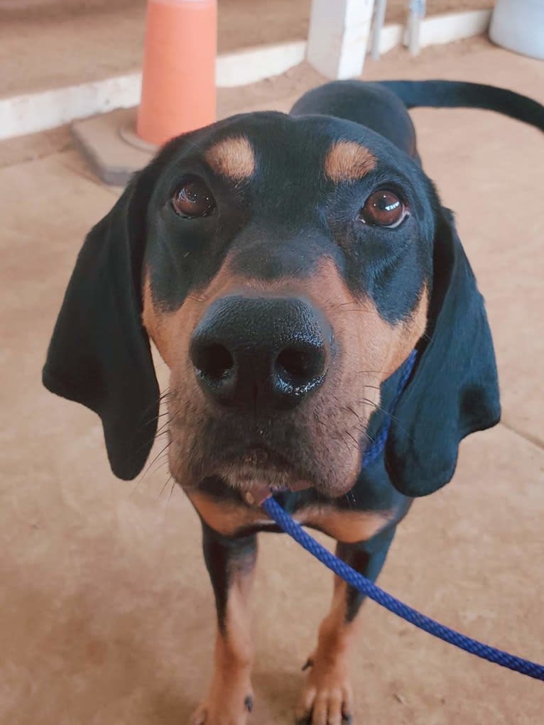 Wyatt, an American Leopard Hound tested with EmbarkVet.com