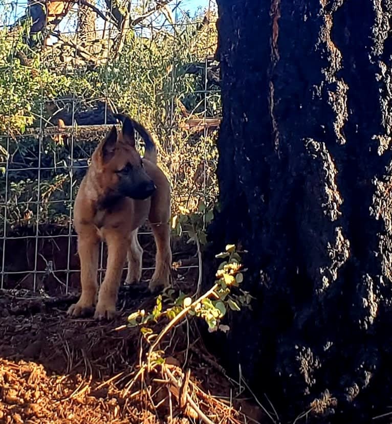 Bizzy, a Belgian Shepherd tested with EmbarkVet.com