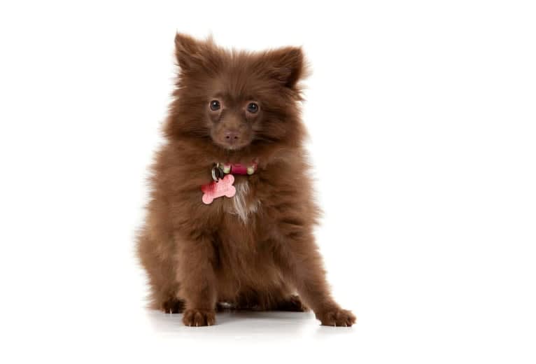 Brownie, a Pomeranian tested with EmbarkVet.com